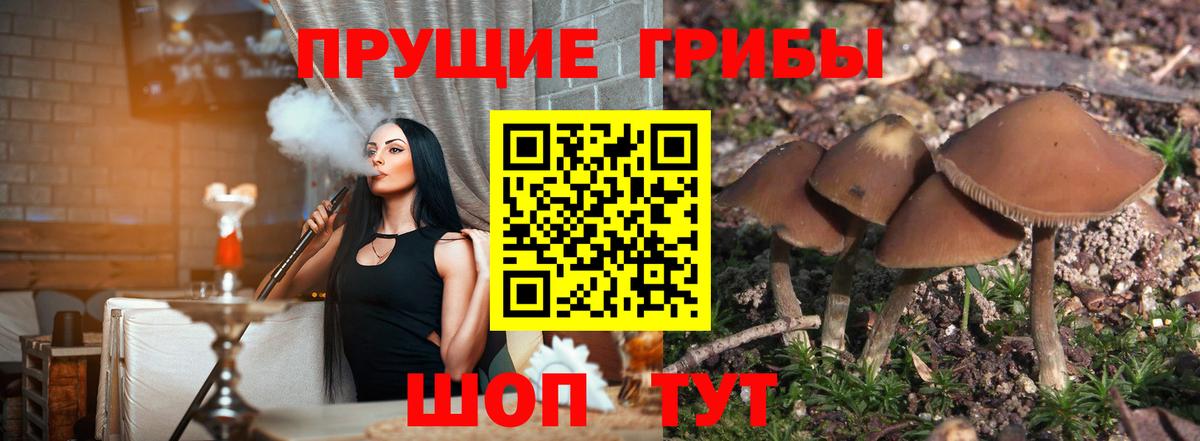 Псилоцибиновые грибы прущие грибы  Вход с VPN  Луга 